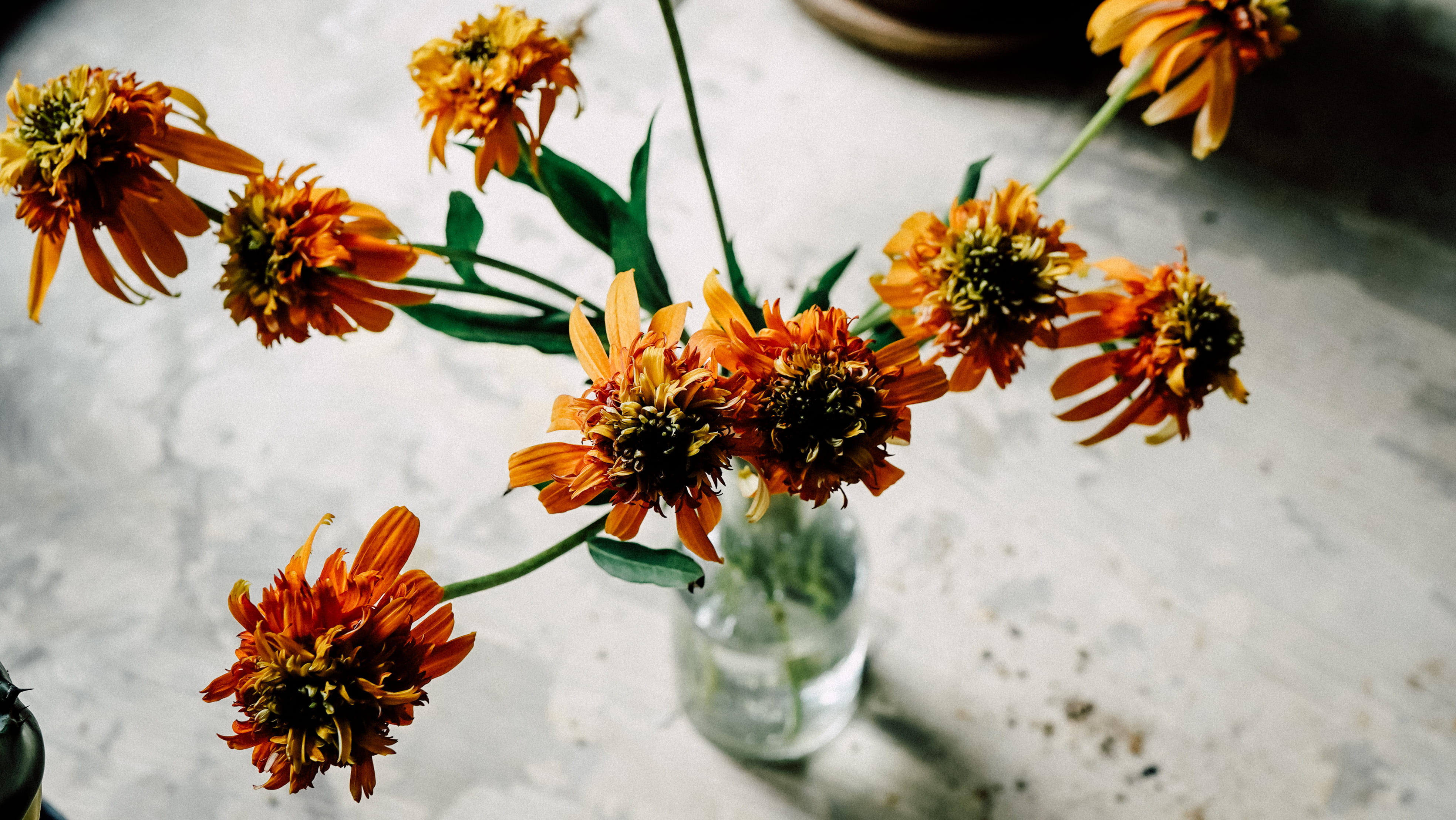 shicaflowerイメージ