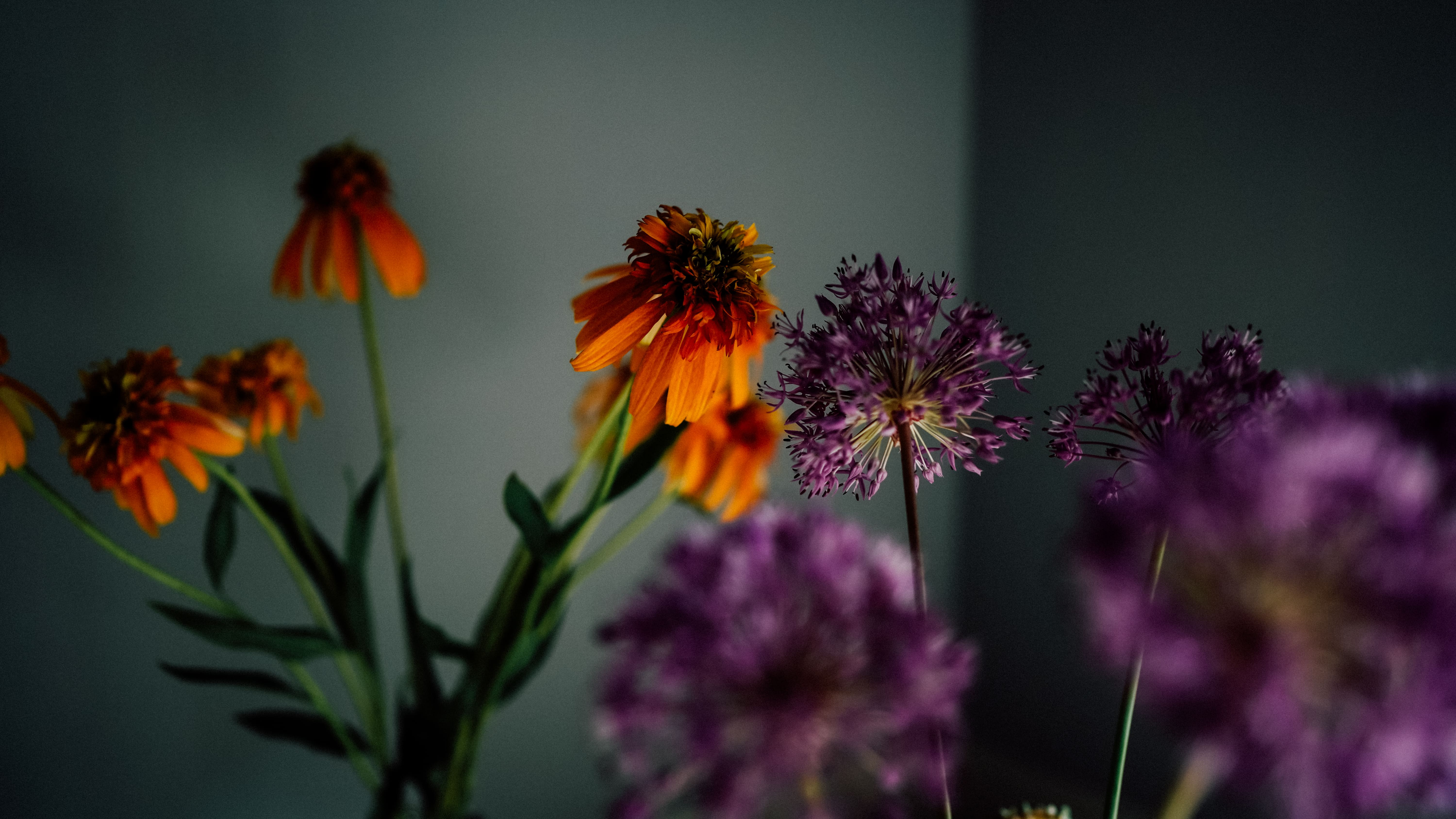 shicaflowerイメージ